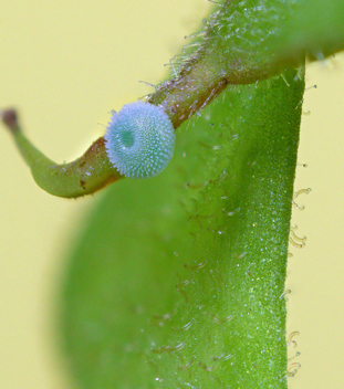 Gray Hairstreak egg